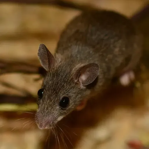 Ratonera (Esther Babin)