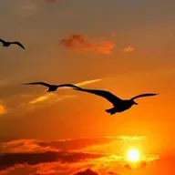 A VUELO DE PÁJARO - Marcela Del Carmen Rioseco. Voz, Ramon Carela