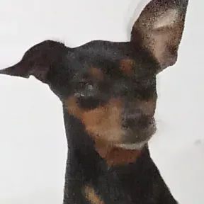 Conexão Mix