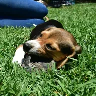 The Ethics Of Animal Testing