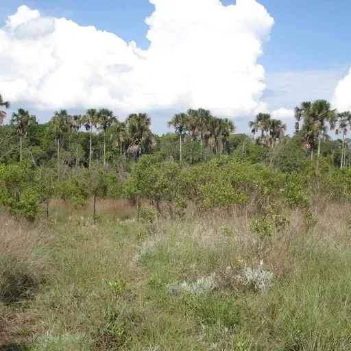Reserva Ecológica do IBGE completa 50 anos
