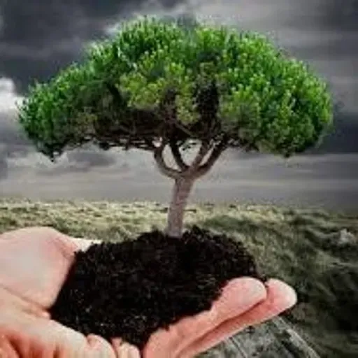 Objetos maravillosos: Los árboles | Matías Rosu #DespuesDeLaTormenta