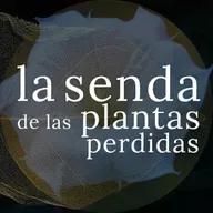 El enigma de las flores que doblegaban voluntades: Datura sp. {SPP 085}