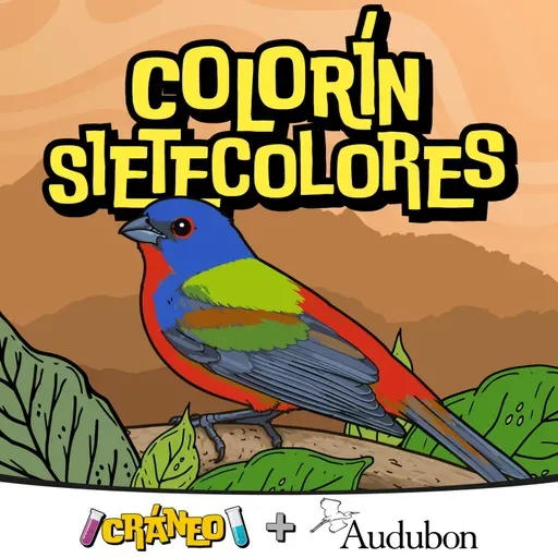 Colorín sietecolores: pequeño viajero colorido