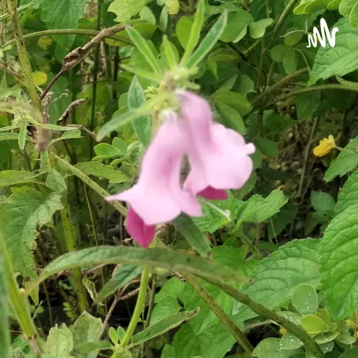 बिना हद का आसमां है ।