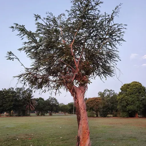 Introduction to eSihlahleni