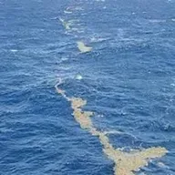 Interesting facts about Sargasso sea