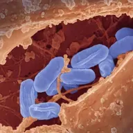 Es Salud: Las bacterias carnívoras de nuestro intestino