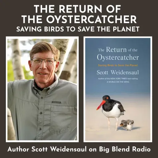 Author Scott Weidensaul: The Return of the Oystercatcher - Saving Birds to Save The Planet