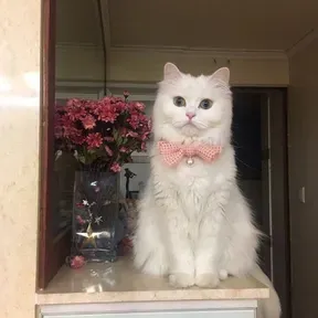 nyanyi yuk