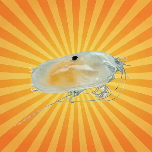 L’ostracode, minuscule crustacé qui éclaire le passé
