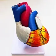 BGE 101 II 177 - Herztransplantation