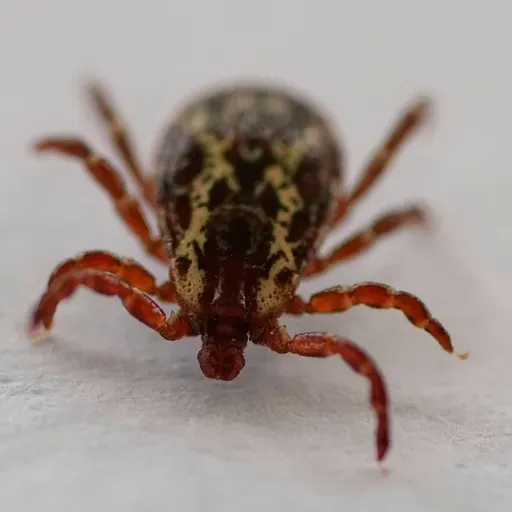 Rise in tick bites, Next UW president, Center for Black Excellence