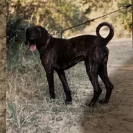 Laughs, Legends & Long-Eared Hounds – Mike Cauley Part 3: Bear Hunts & Backwoods Stories