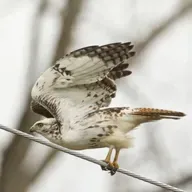 Highways as Habitat for Hawks