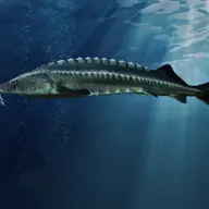 Ep. 74 - Like A Sturgeon