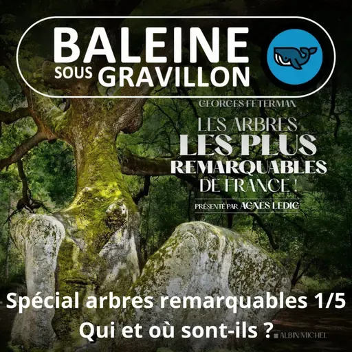 SPÉCIAL Arbres remarquables 1/5 : Qui et où sont-ils ?