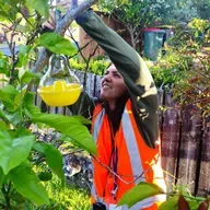 Put Out Your Traps – hornet surveillance takes on increased importance as temperatures rise