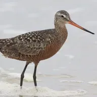 Hudsonian Godwit
