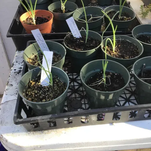 Onions Can Bring Tears to Your Eyes...