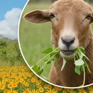 Girasol mexicano: una alternativa sustentable para la alimentación del ganado en Tabasco 🌼🌿🐄