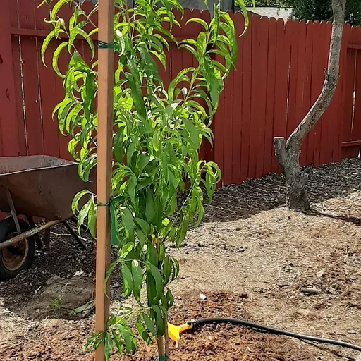 How to Plant a Fruit Tree