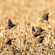 S7 Ep23: How killing sparrows contributed to the Great Chinese Famine