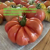 Mid-Summer Tomato Report