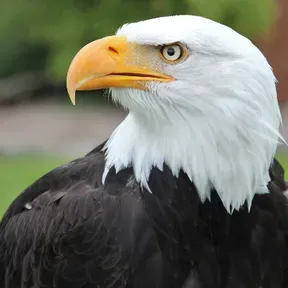 Onda Aguila