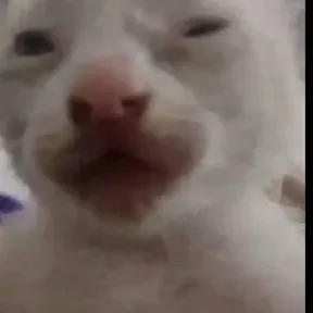 Ponchitogamer