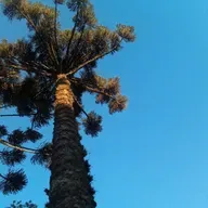 Cap 21.7 A última questão sem resposta