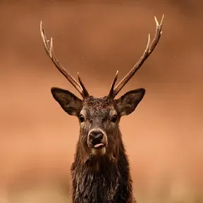 El Venado By GR
