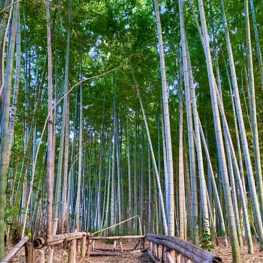 朝ラン8℃。美しい竹林公園とゴムみたいな焼肉と人生の新たなる目標とジジイのお返しトーク。#1720 from Radiotalk