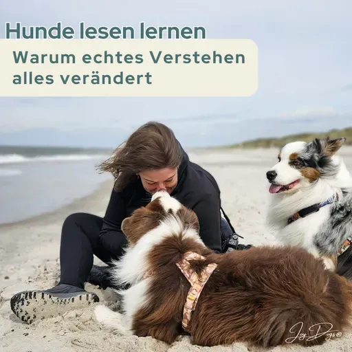 Hunde lesen lernen – warum echtes Verstehen alles verändert