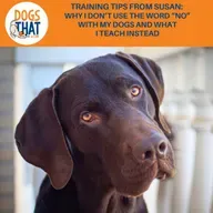 Training Tips From Susan: Why I Don't Use The Word "No" With My Dogs And What I Teach Instead