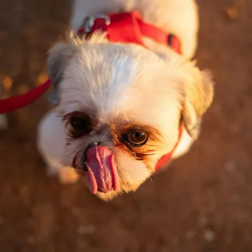 Nada de chocolates: os cuidados com os pets durante a Páscoa