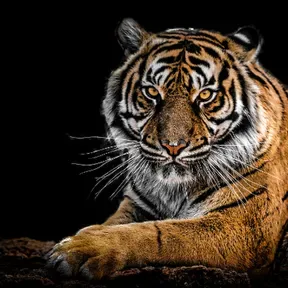 tiger981