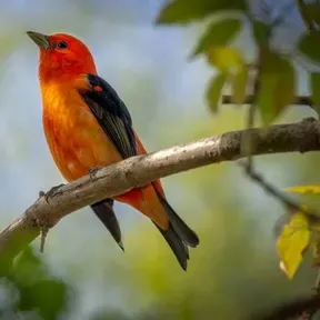 Radio web revivendo a natureza