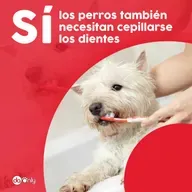 Episodio 122: Sí, los perros también necesitan cepillarse los dientes
