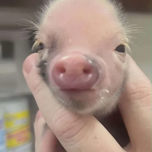 Meet Valentino! He's a tiny lil' piggy! He was born on Valentine's Day!