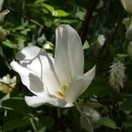 Digging Up Lily's Garden
