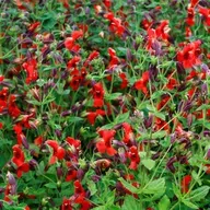 How did these flowers evolve to survive a megadrought?