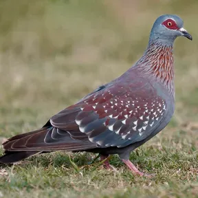 metolon