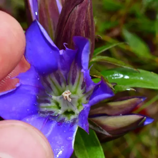 Chicago Coyotes, Prairie Psychedelia, Landscape Architects