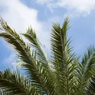 Sálvanos, por favor !