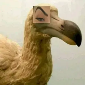 Michilito