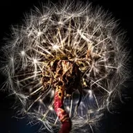 INDISSOLUBILIDADE DO CASAMENTO