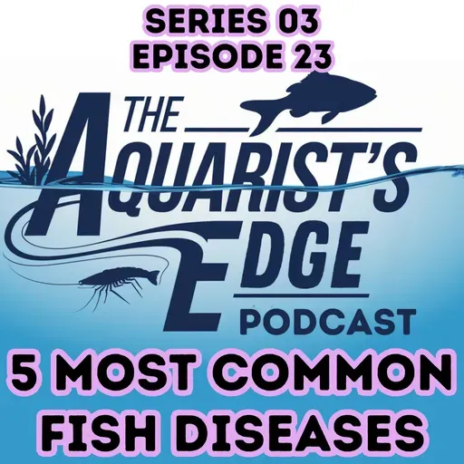 5 Most Common Fish Diseases and How To Treat Them