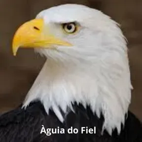 RADIO AGUIA DO FIEL
