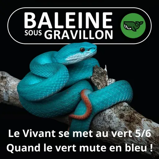 S07E77 Allez les Verts ! 5/6 : Bleu = vert − jaune